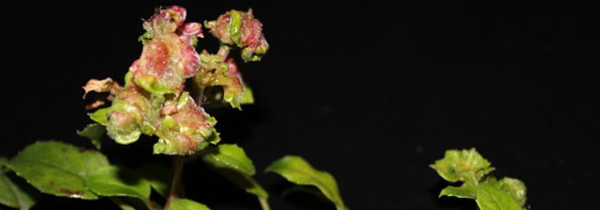 Krankheiten und Schädlinge der Fuchsien