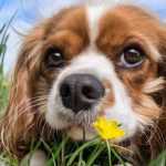 Rasen und Hundeurin: So bleibt der Rasen schön?