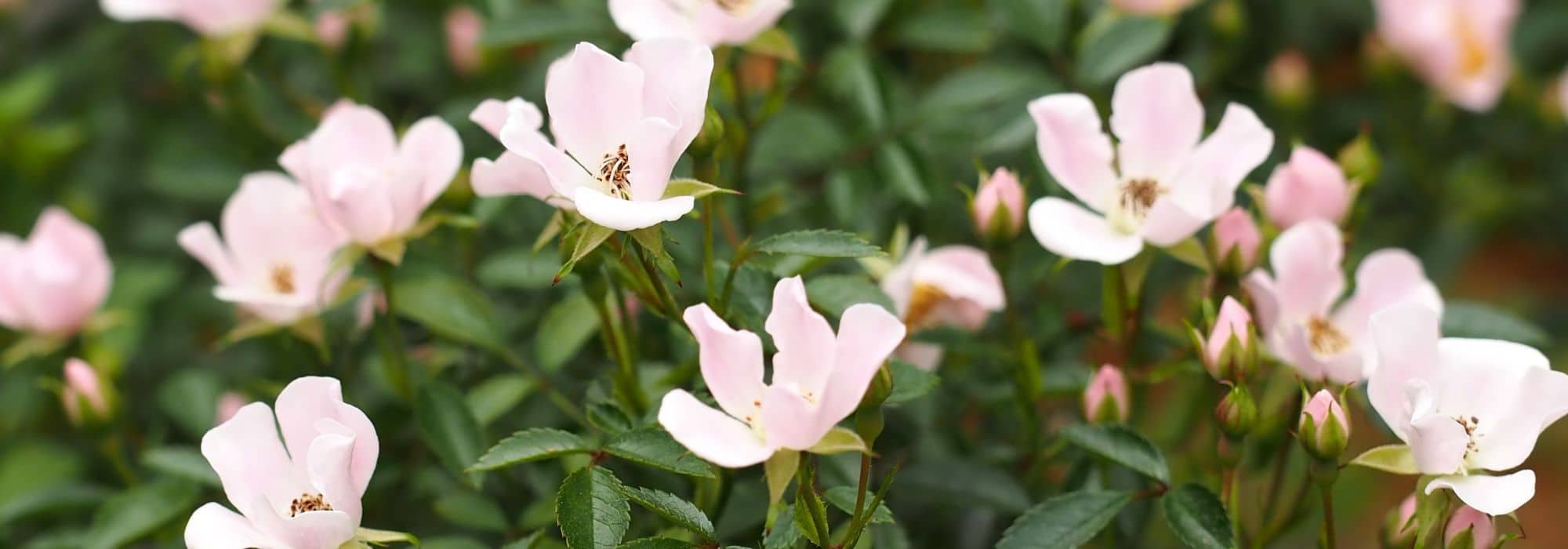 8 kleinblütige Rosen für den Garten