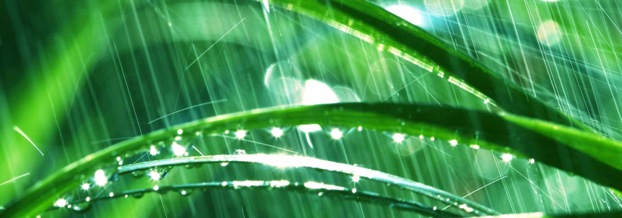 Gärtnern bei Regen
