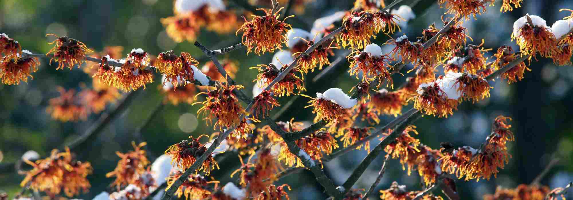 3 Ideen für schöne Winterbeete