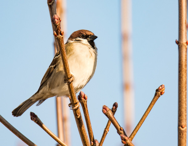 Alarmierender Vogelschwund: Warnsignal für alles Leben