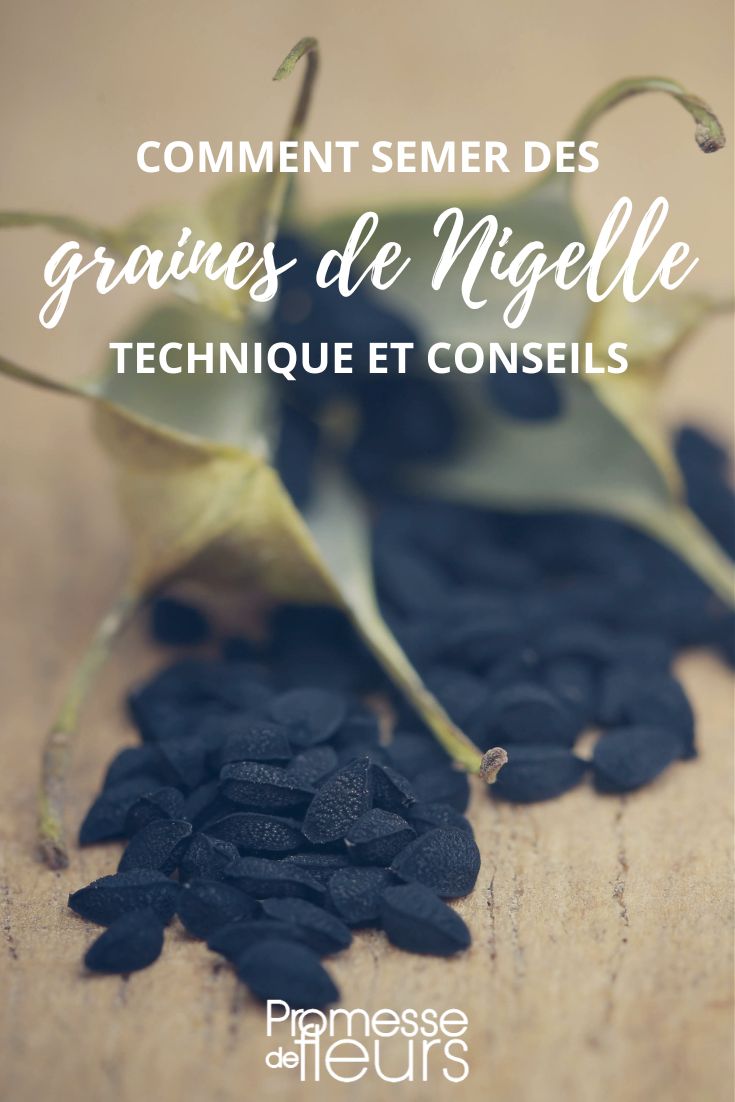 Nigella-Samen aussäen