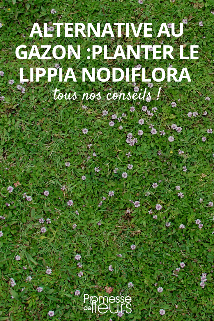 Lippia oder Phyla nodiflora