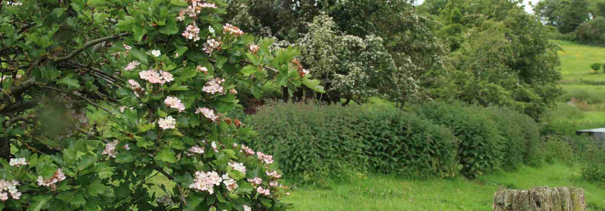 9 Sträucher für eine Feldhecke