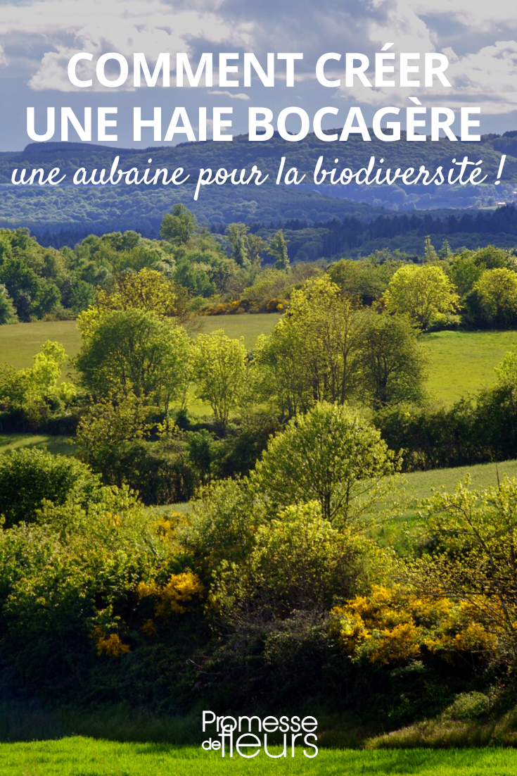 Heckenlandschaft