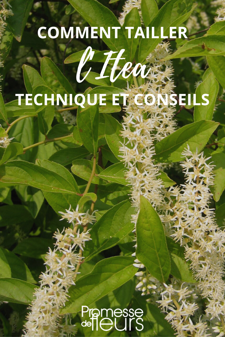 Größe der Itea