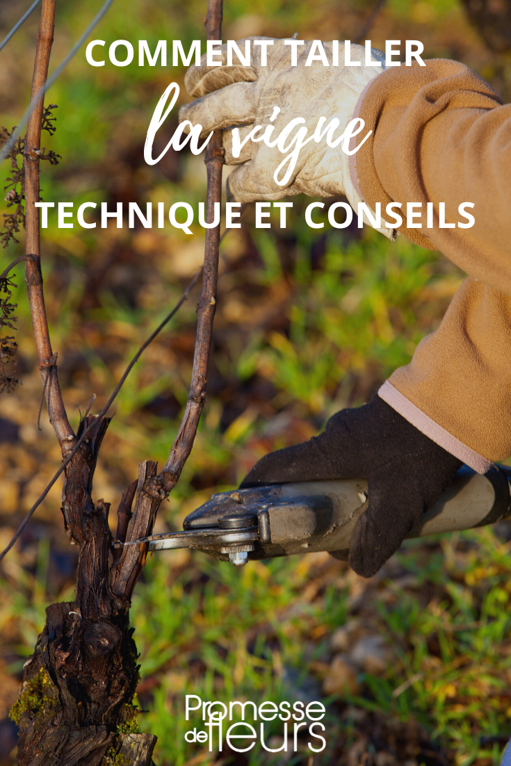 Wann und wie man Weinreben schneidet, Vitis vinifera