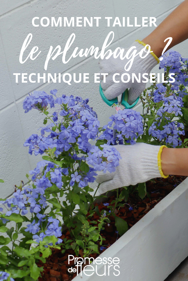 Der Rückschnitt von Plumbago