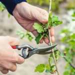 Blut-Johannisbeere schneiden?