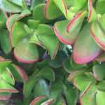 Crassula - Geldbaum: Pflanzen und Pflegen