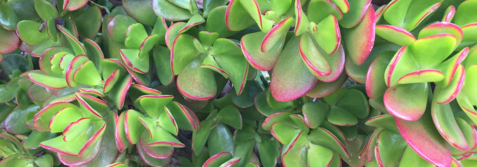 Crassula - Geldbaum: Pflanzen und Pflegen