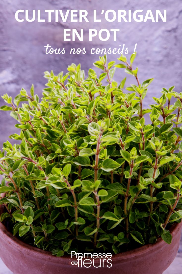 Oregano im Topf