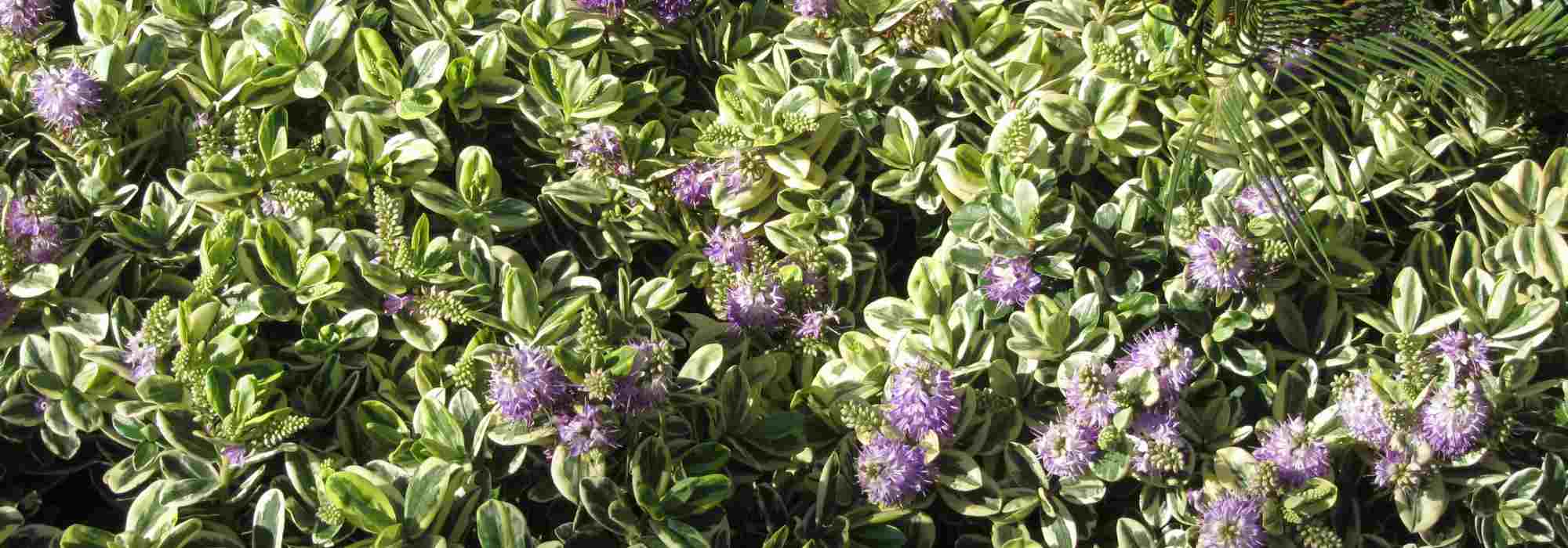 5 panaschierte Strauchveronika