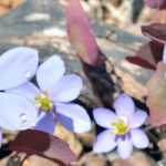 Jeffersonia: Pflanzung und Pflege