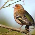 Gartenvogel: der Buchfink