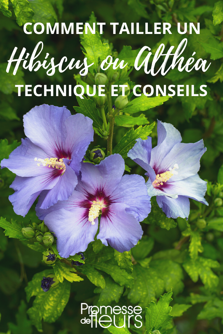 Größe des Hibiscus syriacus