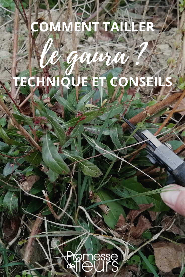 Gaura erfolgreich schneiden