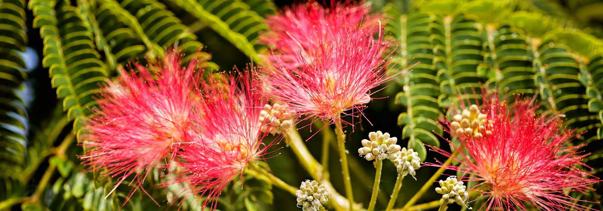 Albizia auswählen?