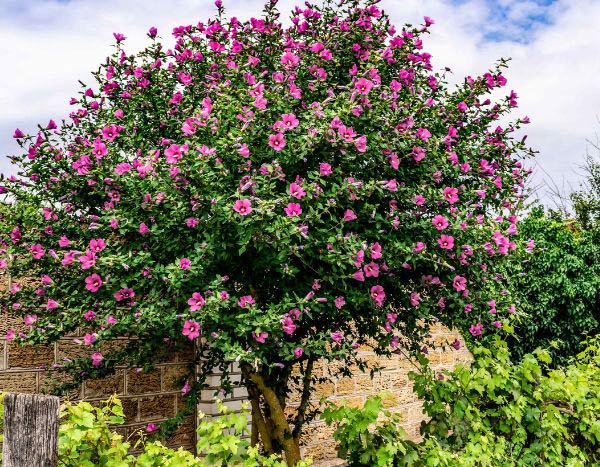 Hibiscus oder Garten-Hibiscus schneiden: Wann und wie?