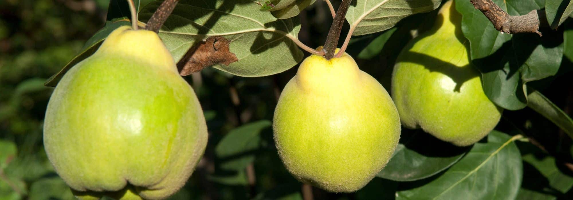 Quitte oder Quittenbaum schneiden?