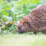 Igel im Garten: Woran erkennt man ihn?