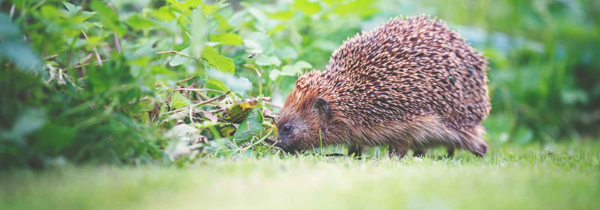 Igel im Garten: Woran erkennt man ihn?