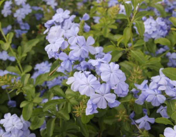 Plumbago schneiden?
