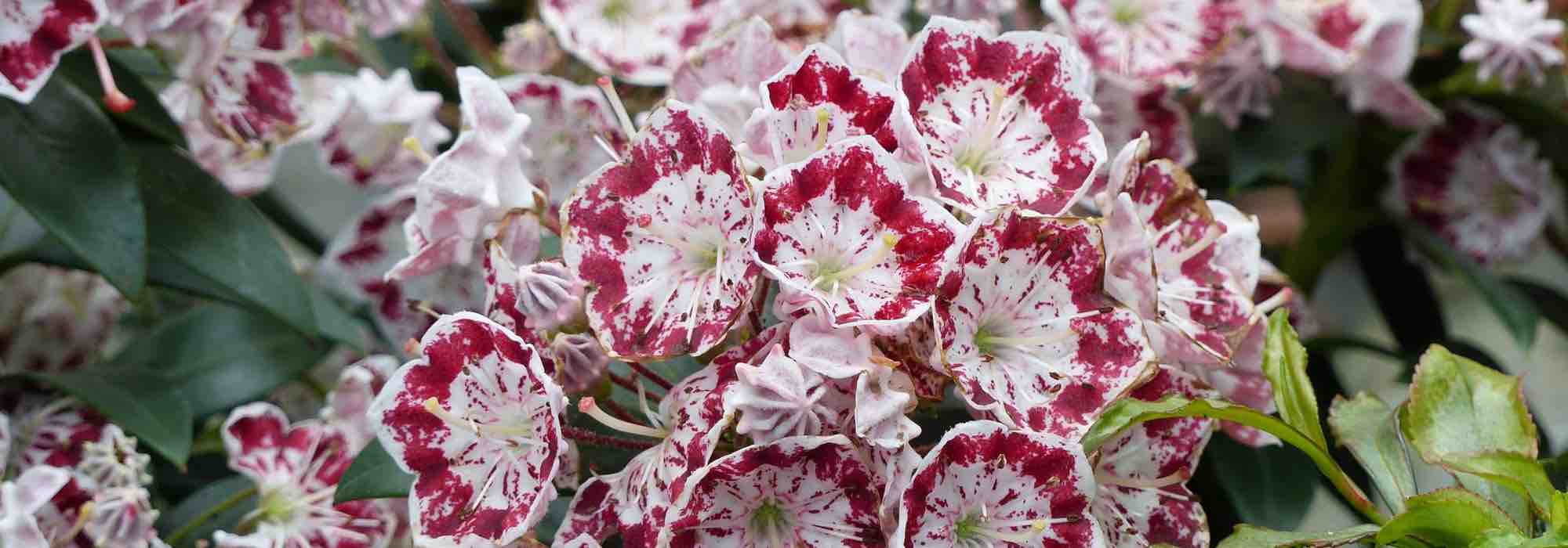 Kalmia kombinieren