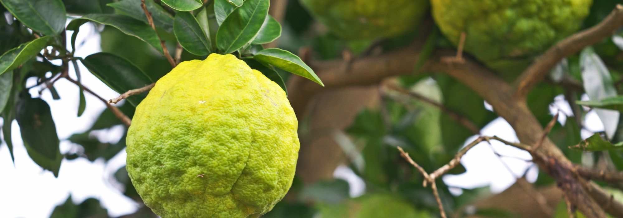 Yuzu anbauen