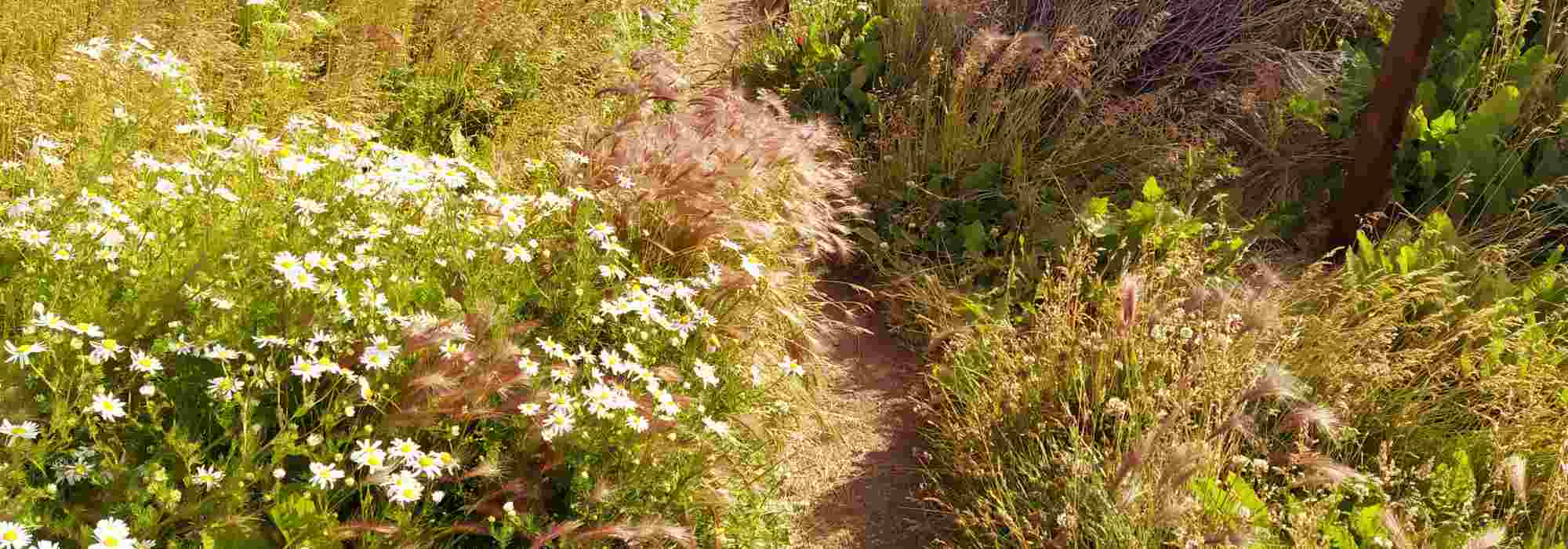Trendigen Laisser-faire-Garten gestalten