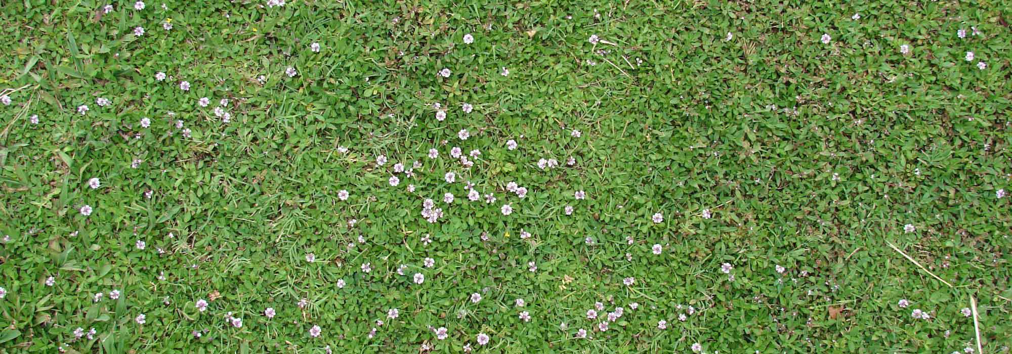 Alternative zum Rasen: Lippia nodiflora pflanzen