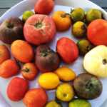 20 Tomaten im Test: unsere Top 5!