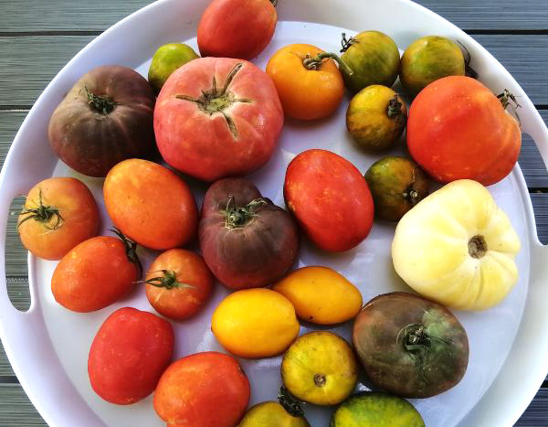 20 Tomaten im Test: unsere Top 5!