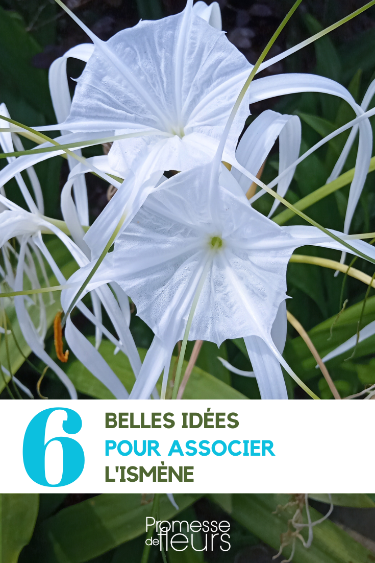 Hymenocallis im Garten