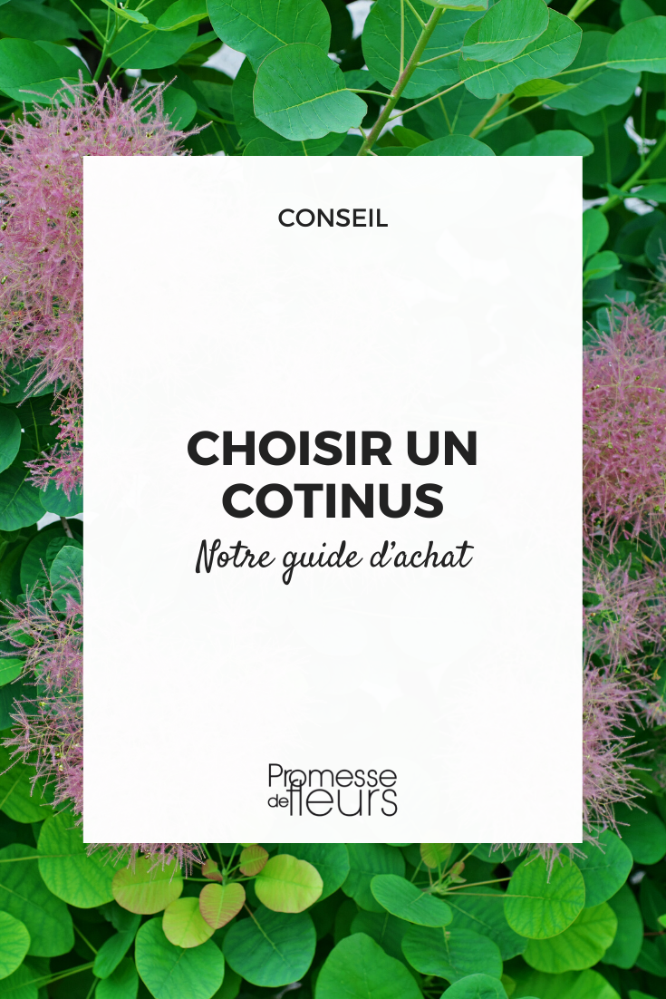 Cotinus - Kaufberatung