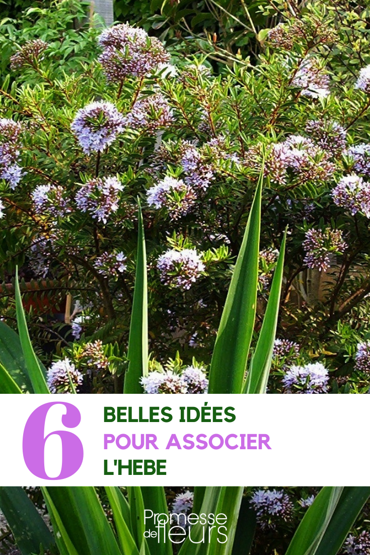 Kombinationen mit Strauch-Ehrenpreis im Garten
