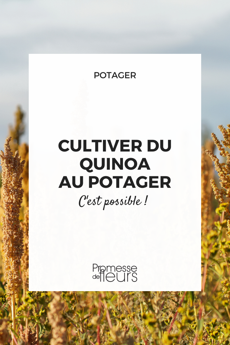 Quinoa säen oder pflanzen