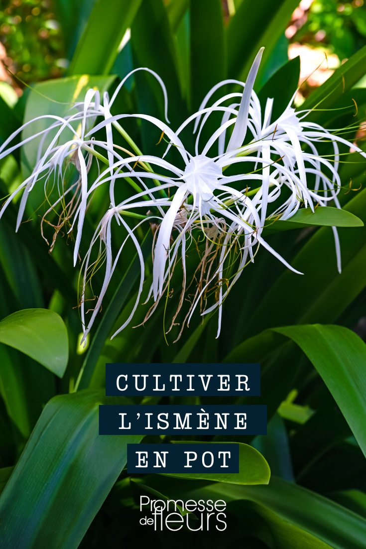 Hymenocallis im Topf oder Kübel