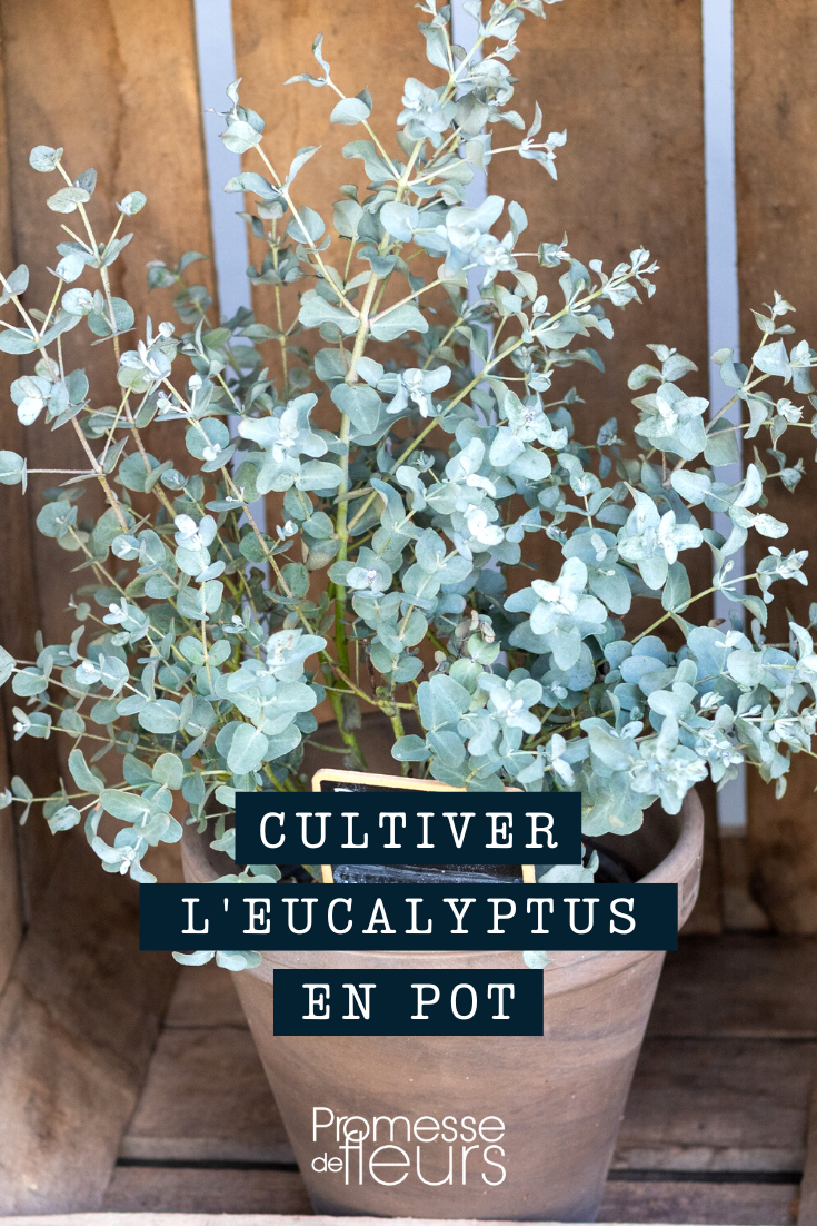 Eukalyptus im Topf oder Kübel