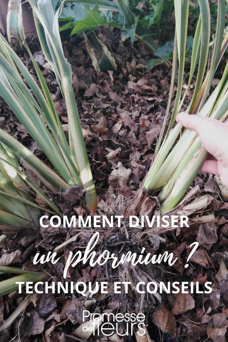Teilung des Phormium, Neuseeländischer Flachs