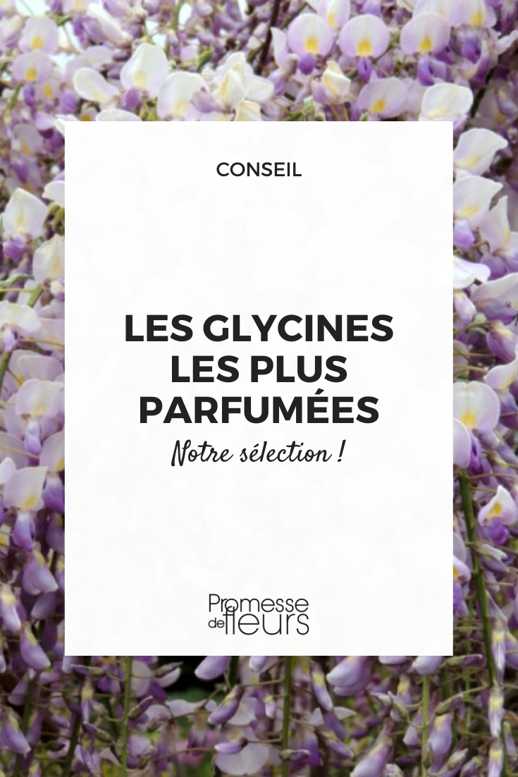 Duftende Glyzinie