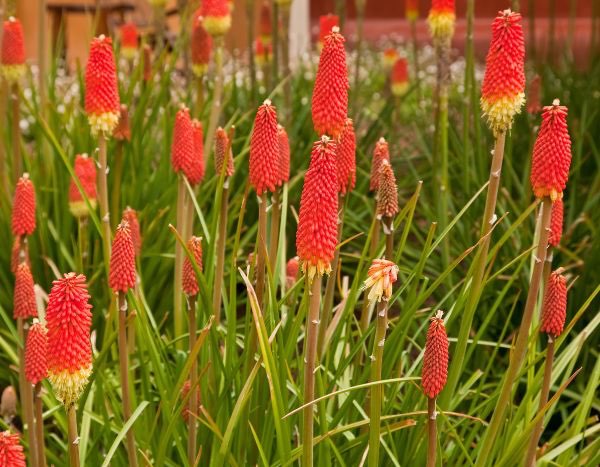 Kniphofia vermehren