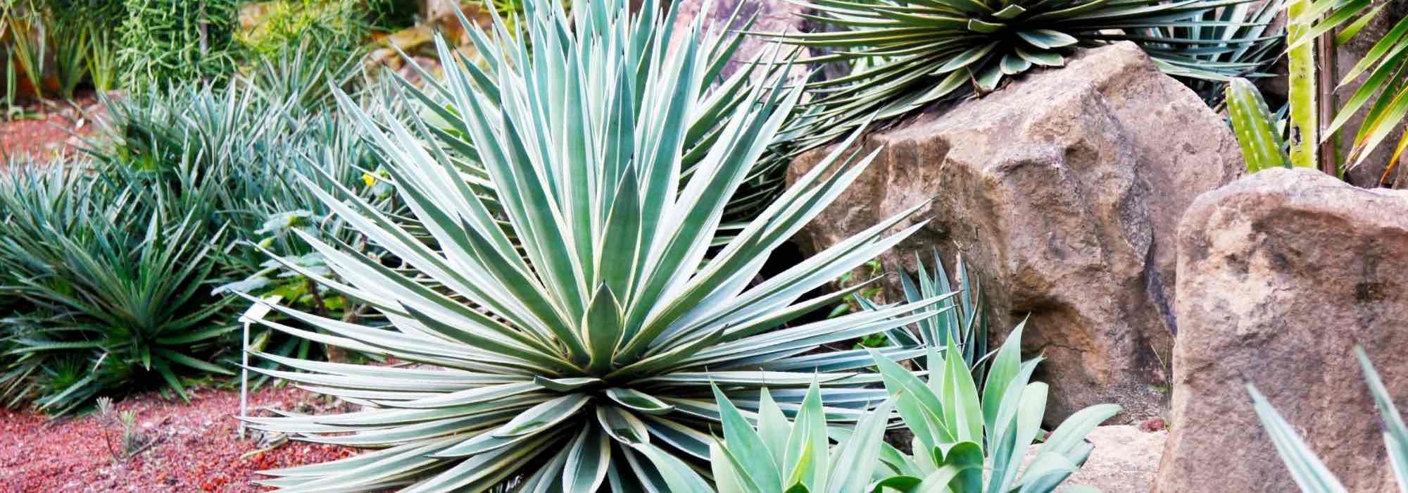 Agave, Palmlilie, Kaktus: Exoten für einzigartigen Garten!