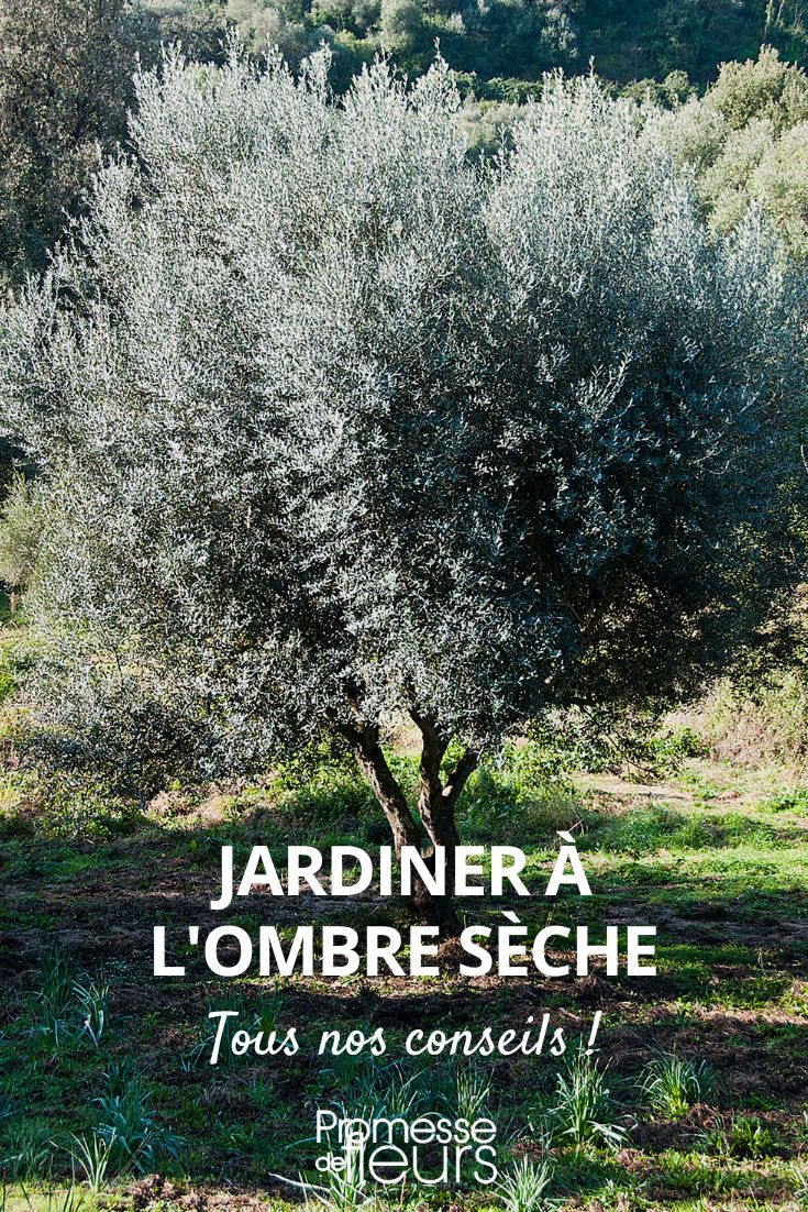 Pflanzen im trockenen Schatten, Pflanzen unter Bäumen, Pflanzen für trockenen Schatten