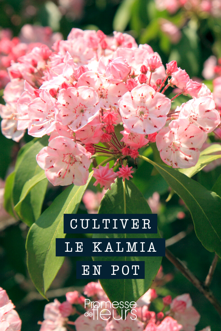 Kalmia im Topf