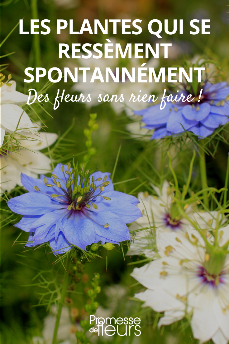 Damaskus-Nigella, Selbstaussaat welche Pflanzen