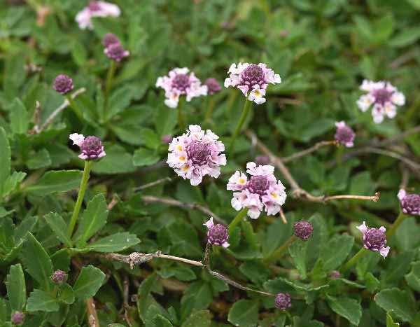 Lippia oder Teppichverbene vermehren?