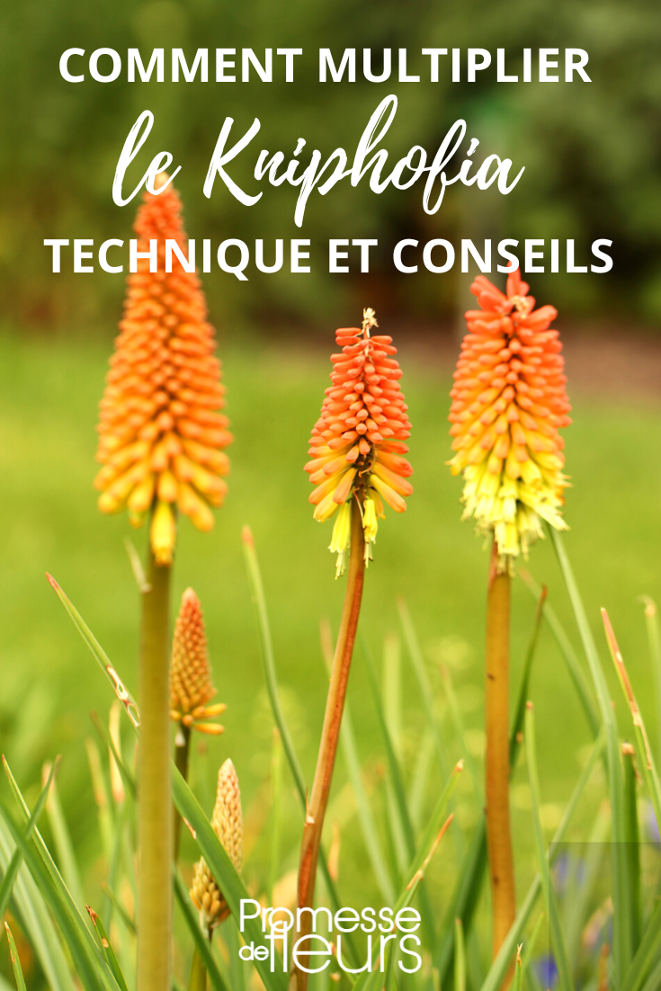 Teilen und Aussaat von Kniphofia, Tritoma (Fackellilie)