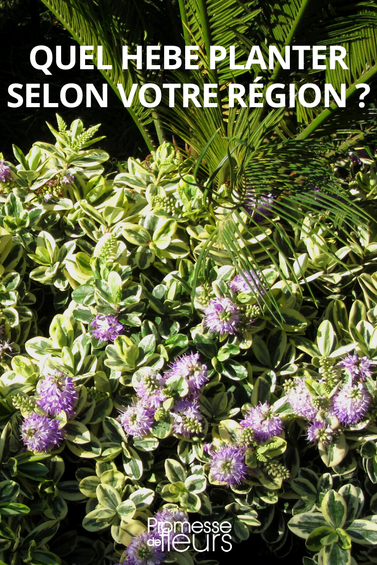 Welche Strauch-Veronika sollte man je nach Klima der Region pflanzen?